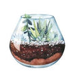Atelier création d'un terrarium de succulentes -