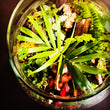 Atelier création d'un terrarium tropical