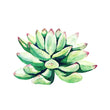 Atelier Mini jardin de succulentes